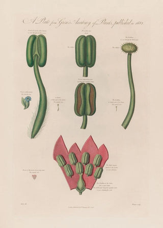 Robert John Thornton - Hyoscyanus and Mesereon.webp