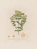 Hypericum perforatum of duizendblad - Robert John Thornton — weergave van het kunstwerk