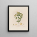 Hypericum perforatum of duizendblad - Robert John Thornton — ingelijst kunstwerk aan de muur