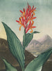 Rozenboom Indiaas (conflict de cas) - Robert John Thornton — weergave van het kunstwerk