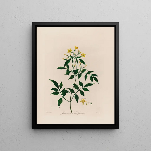 Jasminum le Jasmin - Robert John Thornton — ingelijst kunstwerk aan de muur