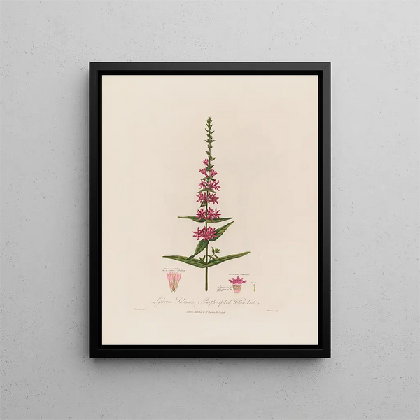 Lythrum salicaria of paarse epilobe-schilderij - Robert John Thornton — ingelijst kunstwerk aan de muur