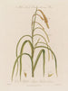 Bloemen mannelijk en vrouwelijk op dezelfde plant Carex pendula of carex pendule - Robert John Thornton — weergave van het kunstwerk