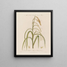 Bloemen mannelijk en vrouwelijk op dezelfde plant Carex pendula of carex pendule - Robert John Thornton — ingelijst kunstwerk aan de muur