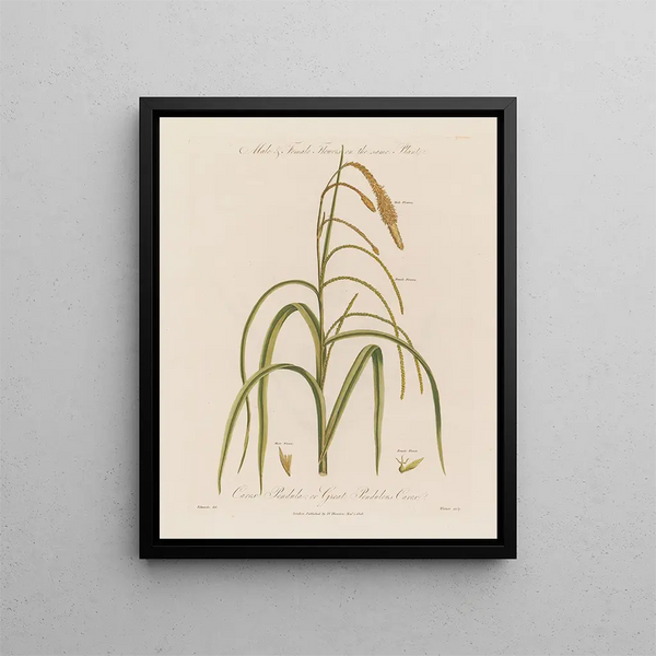 Bloemen mannelijk en vrouwelijk op dezelfde plant Carex pendula of carex pendule - Robert John Thornton — ingelijst kunstwerk aan de muur