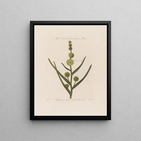 Bloemen mannelijke en vrouwelijke op dezelfde plant Sparganium simplex of kleine riet - Robert John Thornton — ingelijst kunstwerk aan de muur