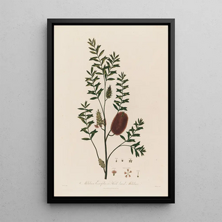 Robert John Thornton - Melaleuca Ericifolia or Heathleaved Melaleuca.webp