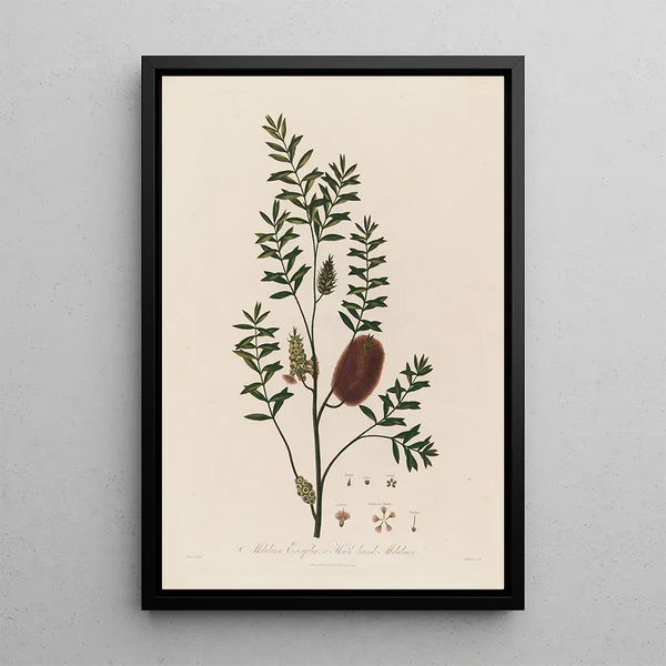 Melaleuca ericifolia or Heather-leaved Melaleuca - Robert John Thornton — framed artwork on a wall