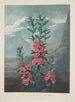 Kalmia à feuilles étroites - Robert John Thornton — weergave van het kunstwerk