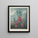 Kalmia à feuilles étroites - Robert John Thornton — ingelijst kunstwerk aan de muur