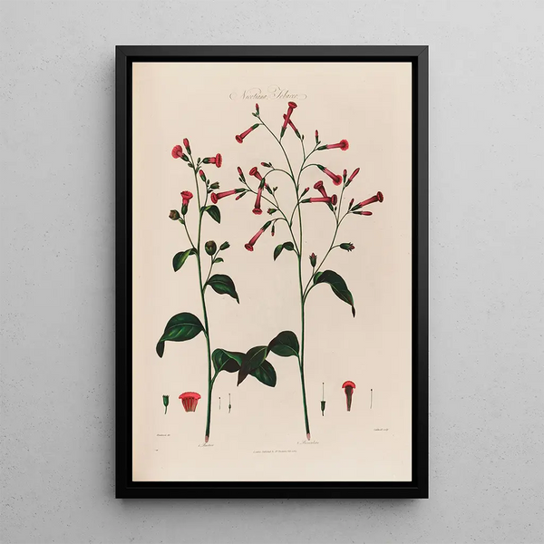 Nicotiana Tabac - Robert John Thornton — framed artwork on a wall