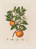 Oranje - Robert John Thornton — weergave van het kunstwerk