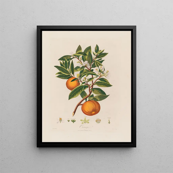 Oranje - Robert John Thornton — ingelijst kunstwerk aan de muur