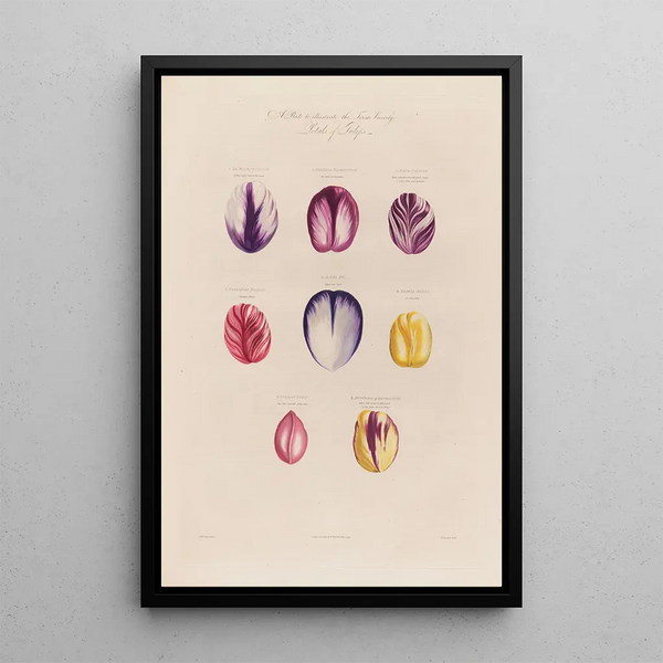 Tulip Petals - Robert John Thornton — framed artwork on a wall