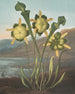 Plantenscherp (conflict van gevallen) - Robert John Thornton — weergave van het kunstwerk