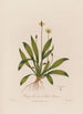 Plantago lanceolata of Lanceolata plant - Robert John Thornton — weergave van het kunstwerk