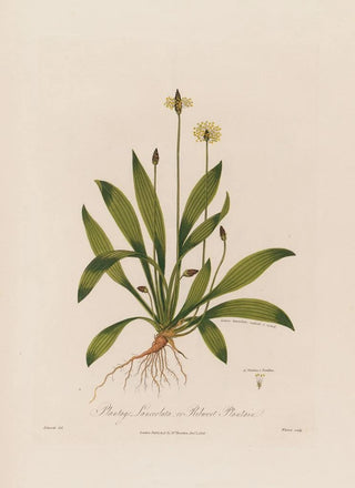 Robert John Thornton - Plantago Lanceolata or Ribwort Plantain.webp