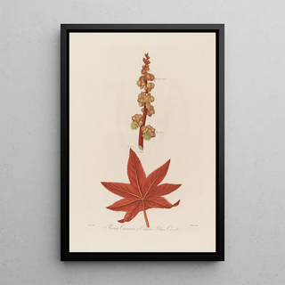 Robert John Thornton - Ricinus Communis or Common Palma Christi.webp