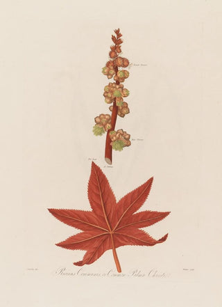 Robert John Thornton - Ricinus Communis or Common Palma Christi.webp