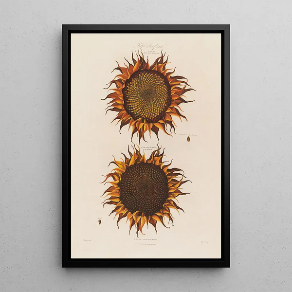 Sunflower painting ripe - Robert John Thornton — framed artwork on a wall