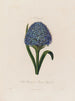 Scilla peruviana of Peruaanse hyacint - Robert John Thornton — weergave van het kunstwerk