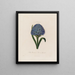 Scilla peruviana of Peruaanse hyacint - Robert John Thornton — ingelijst kunstwerk aan de muur