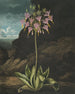 De Amerikaanse primula (case conflict) - Robert John Thornton — weergave van het kunstwerk