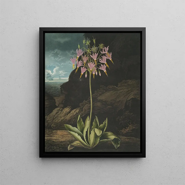 De Amerikaanse primula (case conflict) - Robert John Thornton — ingelijst kunstwerk aan de muur