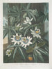 La Fleur de la passion bleue - Robert John Thornton — weergave van het kunstwerk