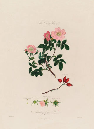 Robert John Thornton - The Dog Rose Anatomy of the Rose.webp