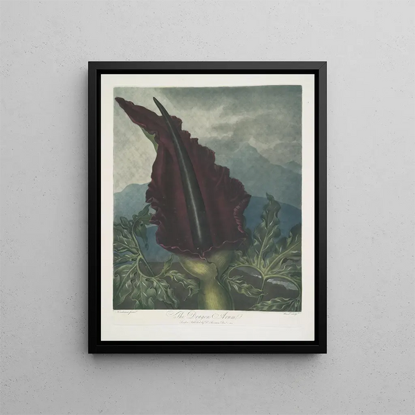 De draak arum - Robert John Thornton — ingelijst kunstwerk aan de muur