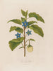 L'Aubergine - Robert John Thornton — weergave van het kunstwerk