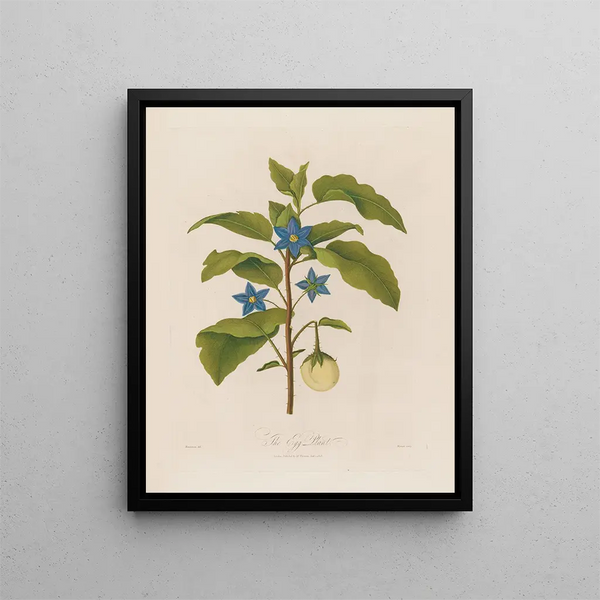 L'Aubergine - Robert John Thornton — ingelijst kunstwerk aan de muur