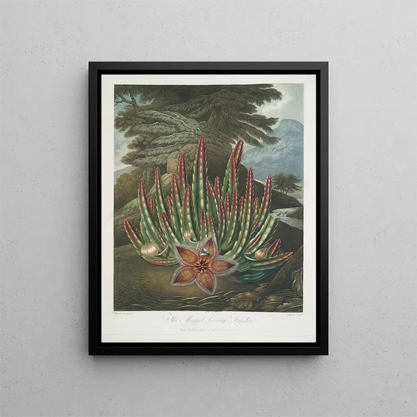 Le Stapelia porteur d'asticots - Robert John Thornton — ingelijst kunstwerk aan de muur