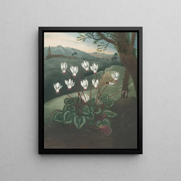 Le Cyclamen de Perse - Robert John Thornton — ingelijst kunstwerk aan de muur