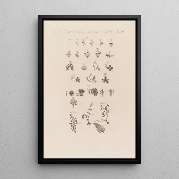 The reproductive system as depicted by modern authors - Robert John Thornton — framed artwork on a wall