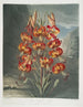 De prachtige Lelie - Robert John Thornton — weergave van het kunstwerk