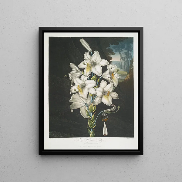 Le Lys blanc aux feuilles panachées - Robert John Thornton — ingelijst kunstwerk aan de muur