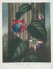 La Passiflore ailée - Robert John Thornton — weergave van het kunstwerk