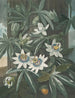 La Passiflore bleue - Robert John Thornton — weergave van het kunstwerk
