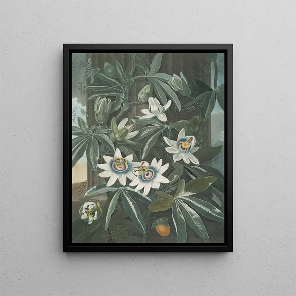 La Passiflore bleue - Robert John Thornton — ingelijst kunstwerk aan de muur