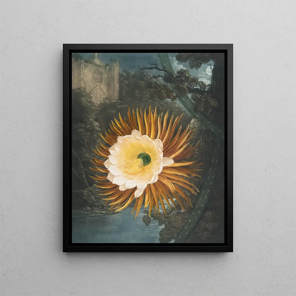 Le Cereus soufflant la nuit - Robert John Thornton — ingelijst kunstwerk aan de muur
