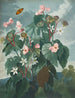 De Begonia met schuine bladeren - Robert John Thornton — weergave van het kunstwerk