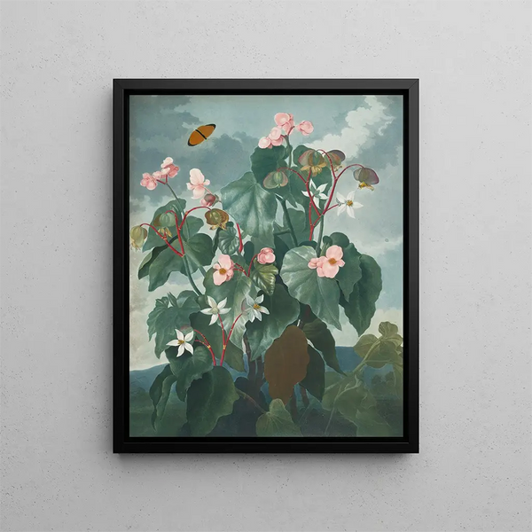 De Begonia met schuine bladeren - Robert John Thornton — ingelijst kunstwerk aan de muur