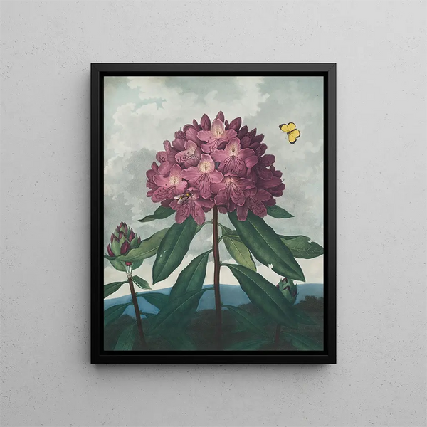 Le Rhododendron ponticum - Robert John Thornton — ingelijst kunstwerk aan de muur