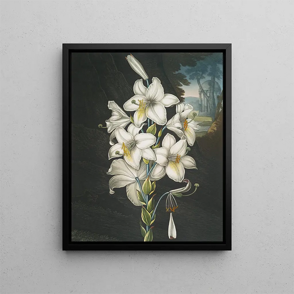 De witte lelie met gemengde bladeren - Robert John Thornton — ingelijst kunstwerk aan de muur