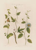 van drie soorten passiflora's: de gepuncteerde, de kurk en de getande - Robert John Thornton — weergave van het kunstwerk
