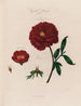 Pions monstervruchtplanten - Robert John Thornton — weergave van het kunstwerk