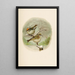Le monde des oiseaux nord-américains pl08 - Robert Ridgway — ingelijst kunstwerk aan de muur