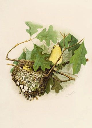 Robert Ridgway - Die Nordamerikanische Vogelwelt pl17.webp